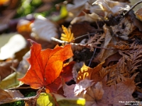 52291CrLeSh - An autumn walk in Greenwood Conservation Area  Peter Rhebergen - Each New Day a Miracle